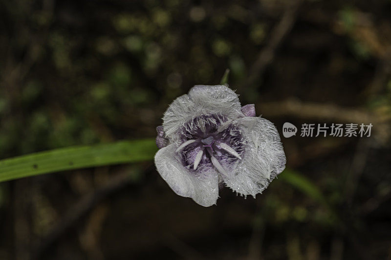 Calochortus tolmiiei是北美百合科开花植物的一种，俗称Tolmie's star-tulip和pussy ears。六河国家森林;Del Norte县;克拉马斯语范围;加州;植物区系